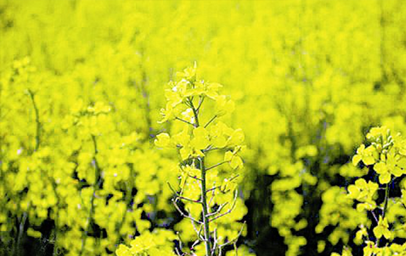 菜籽油的功效与作用